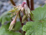 <i>Primula matthioli subsp. brotheri </i>