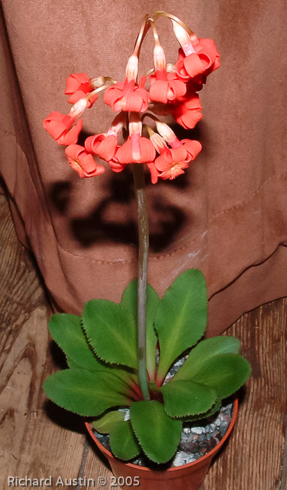 <i>Primula maximowiczii </i>