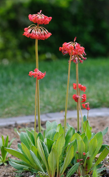 <i>Primula maximowiczii </i>