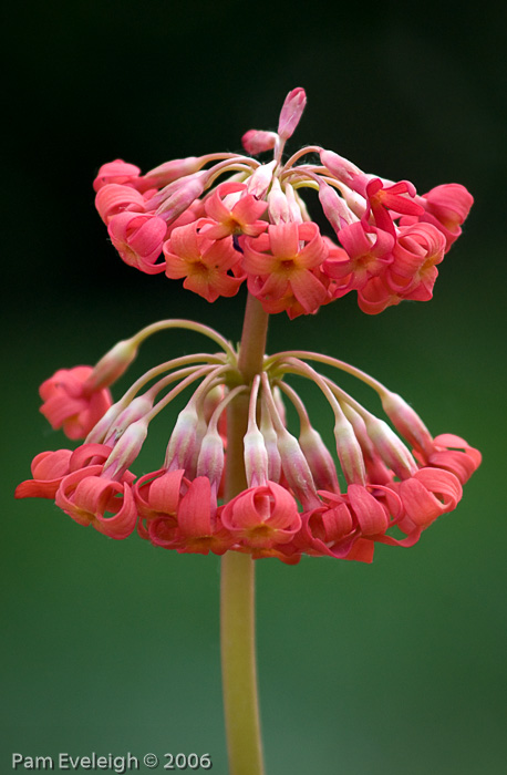 <i>Primula maximowiczii </i>