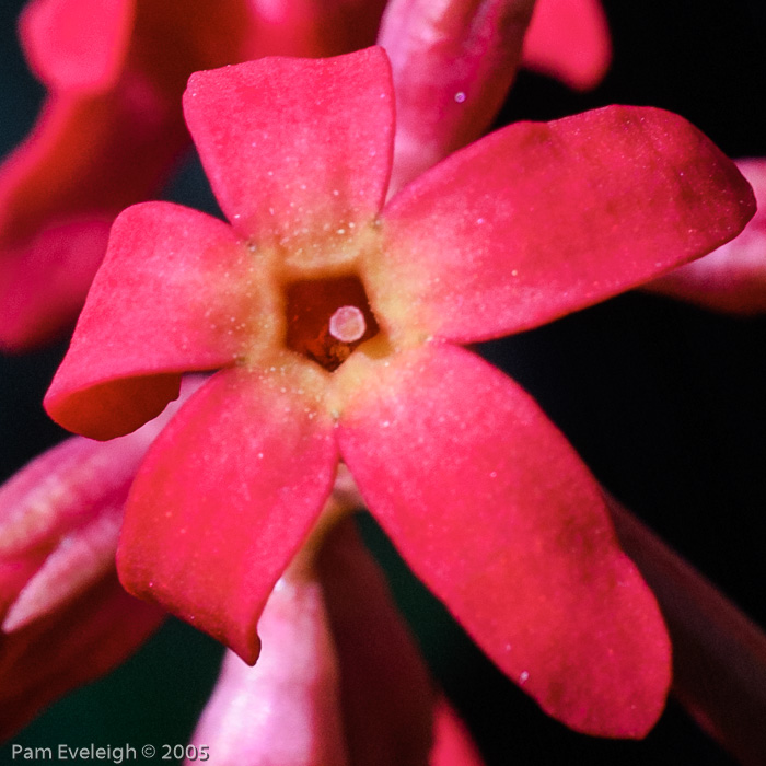 <i>Primula maximowiczii </i>