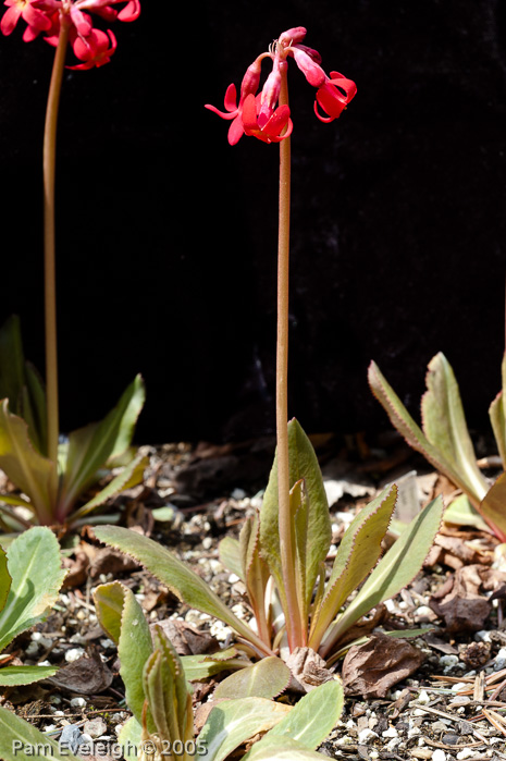 <i>Primula maximowiczii </i>