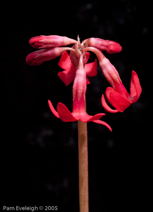 <i>Primula maximowiczii </i>