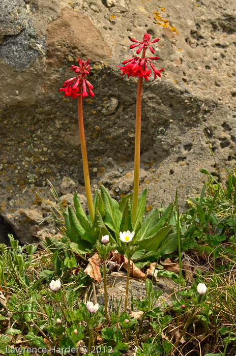 <i>Primula maximowiczii </i>