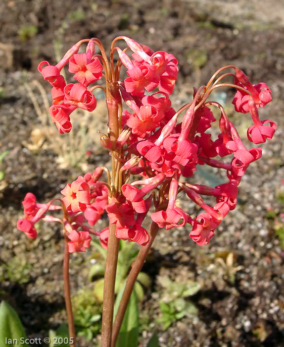 <i>Primula maximowiczii </i>