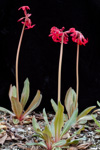 <i>Primula maximowiczii </i>