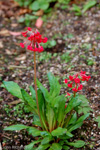 <i>Primula maximowiczii </i>