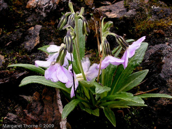 <i>Primula megalocarpa </i>