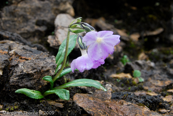 <i>Primula megalocarpa </i>