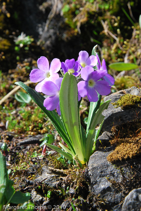 <i>Primula megalocarpa </i>