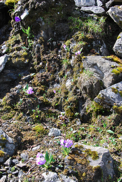 <i>Primula megalocarpa </i>