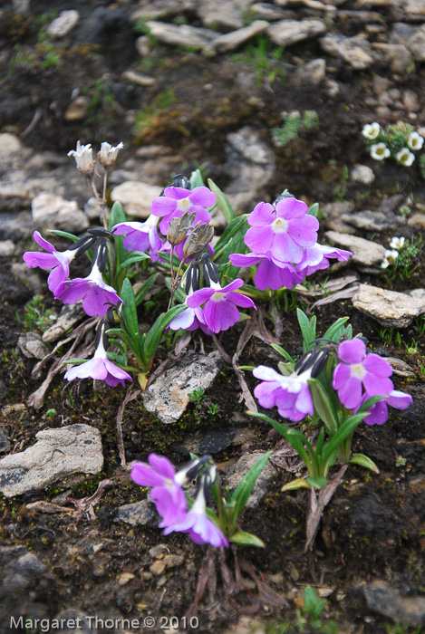 <i>Primula megalocarpa </i>