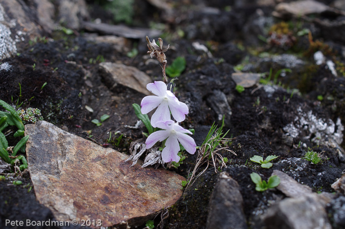 <i>Primula megalocarpa </i>