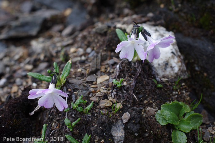 <i>Primula megalocarpa </i>