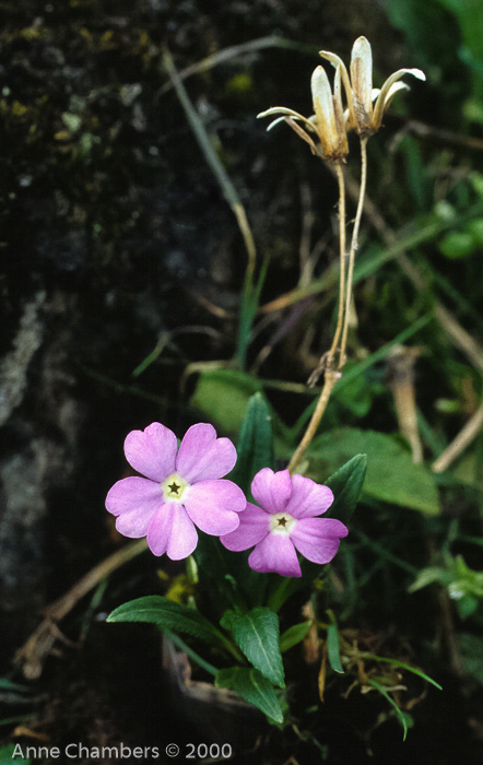 <i>Primula megalocarpa </i>