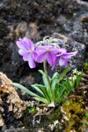 <i>Primula megalocarpa </i>