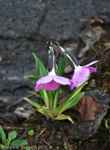 <i>Primula megalocarpa </i>