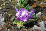 <i>Primula megalocarpa </i>