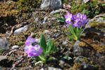 <i>Primula megalocarpa </i>