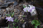 <i>Primula megalocarpa </i>