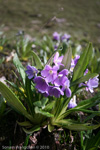 <i>Primula megalocarpa </i>