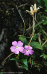 <i>Primula megalocarpa </i>