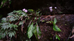 <i>Primula meishanensis </i>