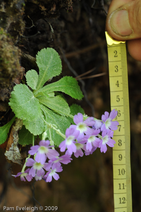 <i>Primula membranifolia </i>