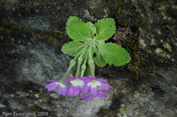 <i>Primula membranifolia </i>