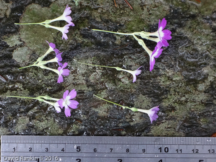 <i>Primula membranifolia </i>