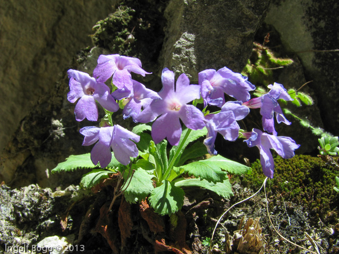 <i>Primula membranifolia </i>