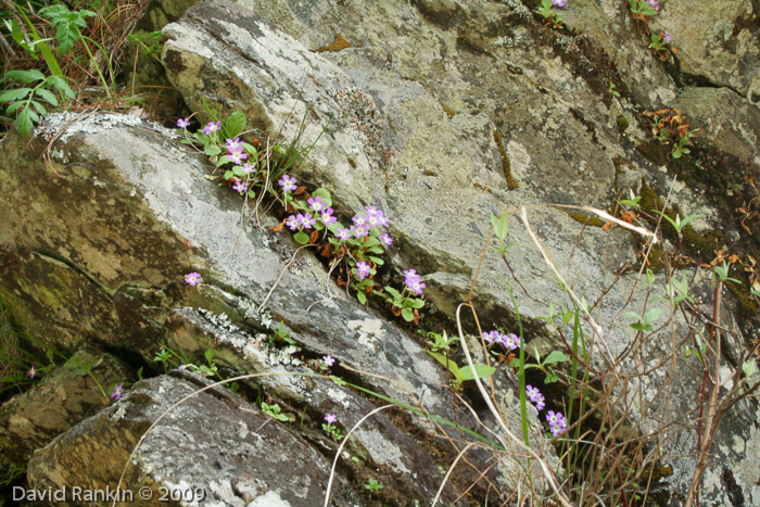 <i>Primula membranifolia </i>