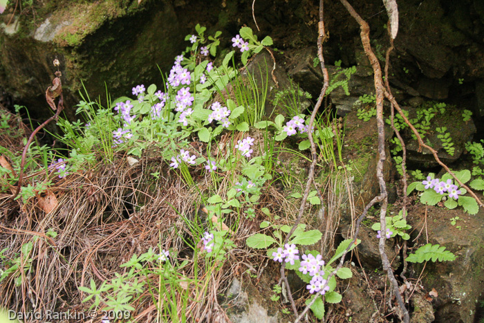 <i>Primula membranifolia </i>