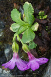 <i>Primula membranifolia </i>