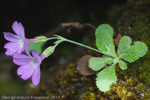 <i>Primula membranifolia </i>