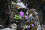 <i>Primula membranifolia </i>