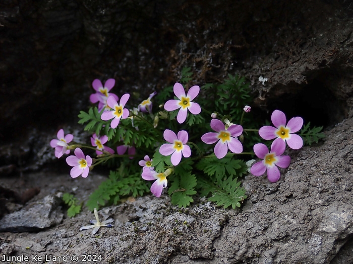 <i>Primula merrilliana </i>