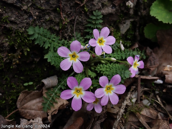 <i>Primula merrilliana </i>