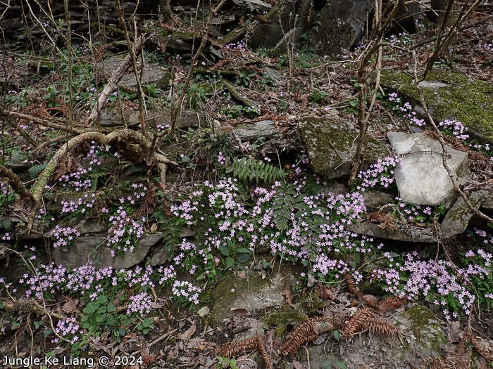 <i>Primula merrilliana </i>