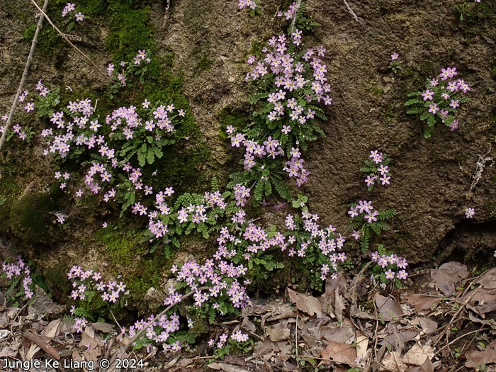 <i>Primula merrilliana </i>
