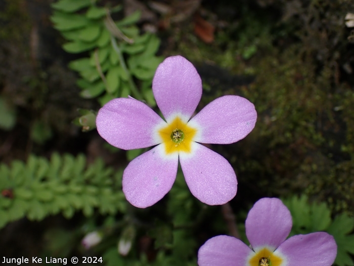 <i>Primula merrilliana </i>