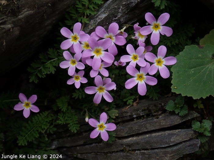<i>Primula merrilliana </i>