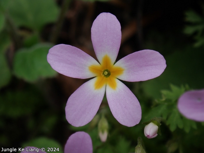 <i>Primula merrilliana </i>
