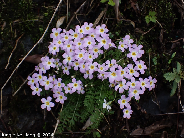 <i>Primula merrilliana </i>