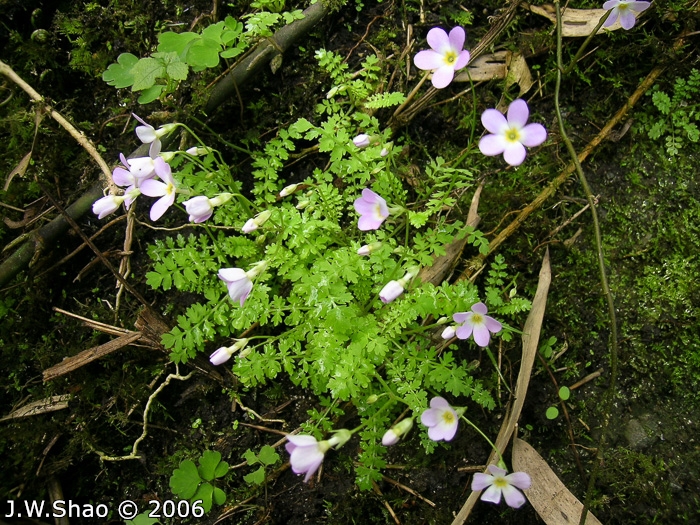 <i>Primula merrilliana </i>