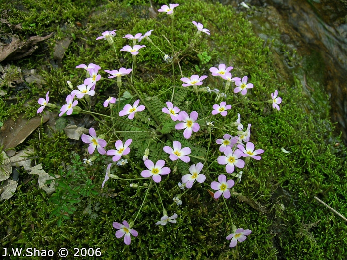 <i>Primula merrilliana </i>