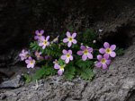 <i>Primula merrilliana </i>