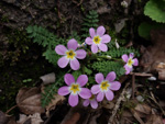 <i>Primula merrilliana </i>