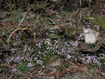 <i>Primula merrilliana </i>
