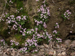 <i>Primula merrilliana </i>
